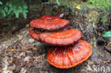 Gesteelde lakzwam (Ganoderma lucidum)