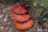 Gesteelde lakzwam (Ganoderma lucidum)