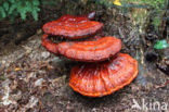 Gesteelde lakzwam (Ganoderma lucidum)