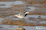 Witte Kwikstaart (Motacilla alba)