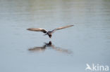 Black Tern (Chlidonias niger)