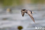 Black Tern (Chlidonias niger)