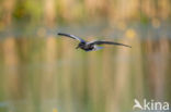 Black Tern (Chlidonias niger)