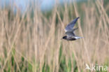 Black Tern (Chlidonias niger)