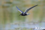 Black Tern (Chlidonias niger)