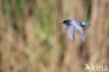 Black Tern (Chlidonias niger)