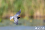 Zwarte Stern (Chlidonias niger)