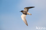 Black Tern (Chlidonias niger)