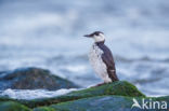 Guillemot