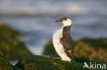 Guillemot