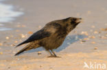 Zwarte Kraai (Corvus corone)