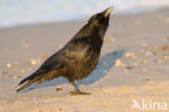 Zwarte Kraai (Corvus corone)