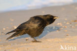 Zwarte Kraai (Corvus corone)