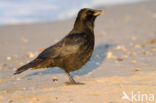 Zwarte Kraai (Corvus corone)