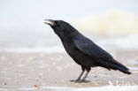 Zwarte Kraai (Corvus corone)