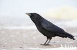 Zwarte Kraai (Corvus corone)