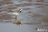 Witte Kwikstaart (Motacilla alba)