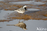 Witte Kwikstaart (Motacilla alba)