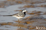 Witte Kwikstaart (Motacilla alba)