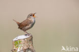 Winterkoning (Troglodytes troglodytes)