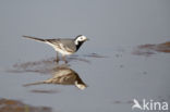 Witte Kwikstaart (Motacilla alba)