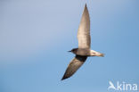 Black Tern (Chlidonias niger)