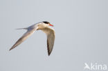 Common Tern (Sterna hirundo)