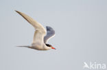 Common Tern (Sterna hirundo)