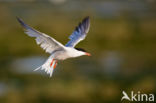 Common Tern (Sterna hirundo)