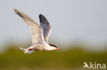 Common Tern (Sterna hirundo)