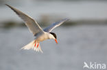 Common Tern (Sterna hirundo)