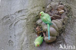 Rose-ringed Parakeet (Psittacula krameri)