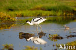 Pied Avocet (Recurvirostra avosetta)