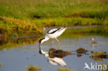 Pied Avocet (Recurvirostra avosetta)