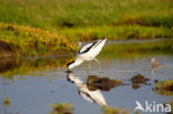 Pied Avocet (Recurvirostra avosetta)