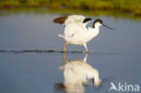 Pied Avocet (Recurvirostra avosetta)