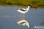 Pied Avocet (Recurvirostra avosetta)