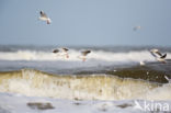 Black-headed Gull (Larus ridibundus)