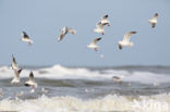 Black-headed Gull (Larus ridibundus)