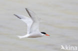 Common Tern (Sterna hirundo)