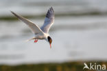 Common Tern (Sterna hirundo)