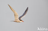 Common Tern (Sterna hirundo)