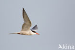 Common Tern (Sterna hirundo)