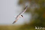 Common Tern (Sterna hirundo)