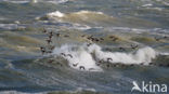 Brent Goose (Branta bernicla)