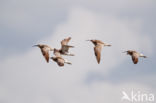 Whimbrel (Numenius phaeopus)