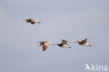 Whimbrel (Numenius phaeopus)