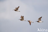 Whimbrel (Numenius phaeopus)