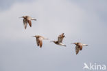 Whimbrel (Numenius phaeopus)