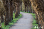 Knotwilg (Salix alba)